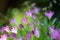 Zephyranthes carinata, umumnya dikenal sebagai rosepink zephyr lily atau lily hujan merah muda,Â 